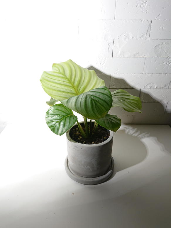 ●数量限定●新作●希少種　”カラテア オルビフォリア　アッシュグレー鉢セット”　観葉植物　インテリア　グリーン×シルバー 1枚目の画像