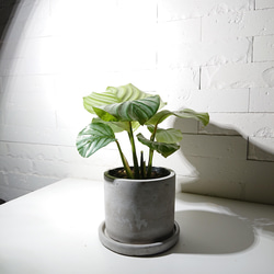 ●数量限定●新作●希少種　”カラテア オルビフォリア　アッシュグレー鉢セット”　観葉植物　インテリア　グリーン×シルバー 4枚目の画像