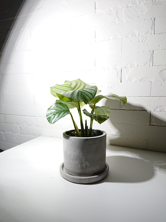 ●数量限定●新作●希少種　”カラテア オルビフォリア　アッシュグレー鉢セット”　観葉植物　インテリア　グリーン×シルバー 4枚目の画像