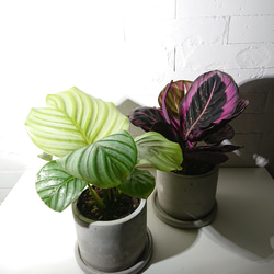 ●数量限定●新作●希少種　”カラテア オルビフォリア　アッシュグレー鉢セット”　観葉植物　インテリア　グリーン×シルバー 6枚目の画像