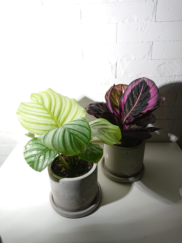 ●数量限定●新作●希少種　”カラテア オルビフォリア　アッシュグレー鉢セット”　観葉植物　インテリア　グリーン×シルバー 6枚目の画像