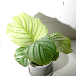 ●数量限定●新作●希少種　”カラテア オルビフォリア　アッシュグレー鉢セット”　観葉植物　インテリア　グリーン×シルバー 3枚目の画像