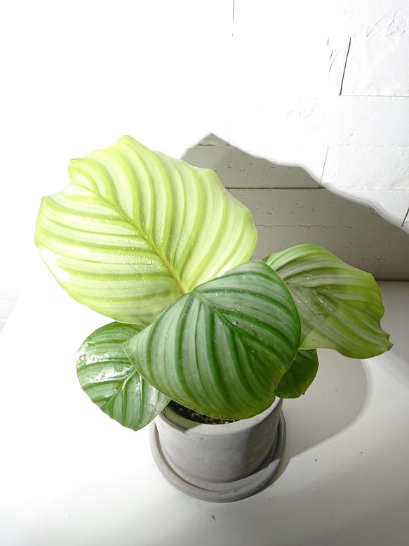 ●数量限定●新作●希少種　”カラテア オルビフォリア　アッシュグレー鉢セット”　観葉植物　インテリア　グリーン×シルバー 3枚目の画像