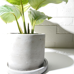 ●数量限定●新作●希少種　”カラテア オルビフォリア　アッシュグレー鉢セット”　観葉植物　インテリア　グリーン×シルバー 5枚目の画像