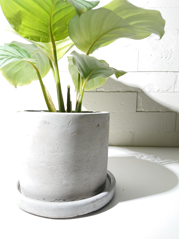●数量限定●新作●希少種　”カラテア オルビフォリア　アッシュグレー鉢セット”　観葉植物　インテリア　グリーン×シルバー 5枚目の画像