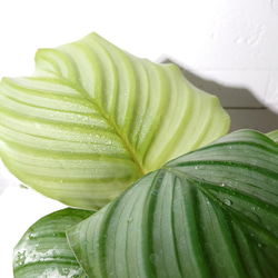 ●数量限定●新作●希少種　”カラテア オルビフォリア　アッシュグレー鉢セット”　観葉植物　インテリア　グリーン×シルバー 2枚目の画像