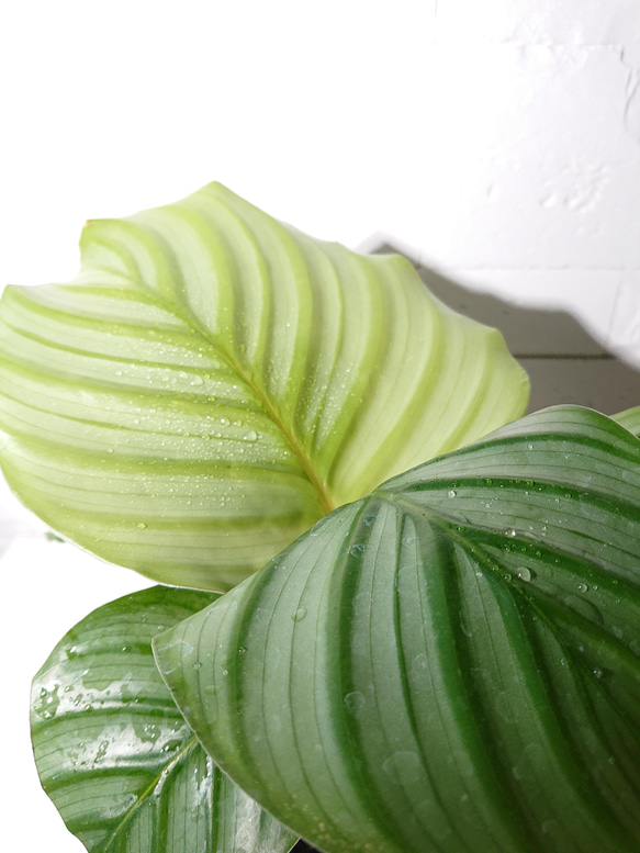 ●数量限定●新作●希少種　”カラテア オルビフォリア　アッシュグレー鉢セット”　観葉植物　インテリア　グリーン×シルバー 2枚目の画像