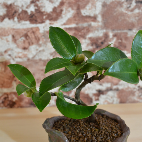 インテリア盆栽「山茶花（サザンカ）」 盆栽 ReBonsai 通販