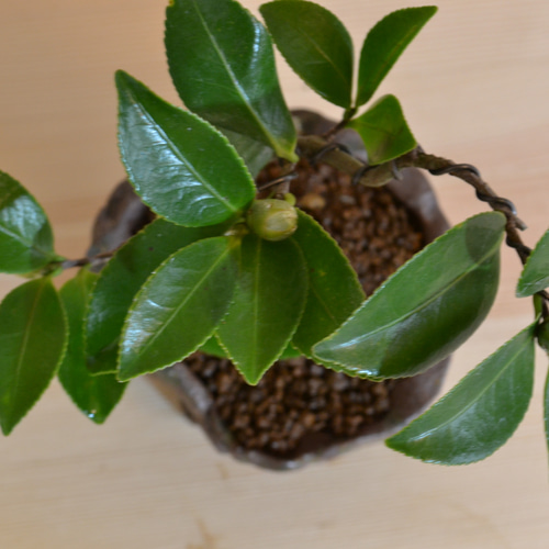 サザンカ　山茶花　盆栽　13号　特大❗ さざんか サザンカ 山茶花のミニ盆栽 |東京盆栽 a-masa