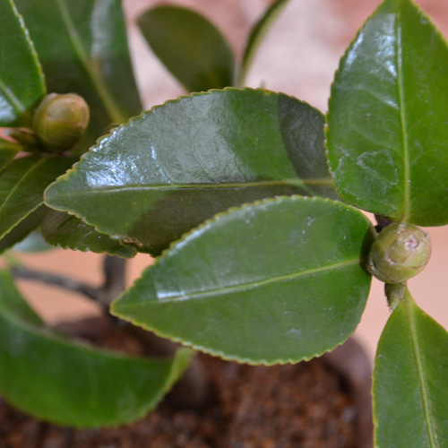 インテリア盆栽「山茶花（サザンカ）」 盆栽 ReBonsai 通販