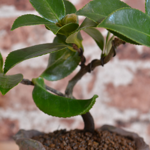 サザンカ 山茶花 盆栽 13号 特大❗ サザンカ 山茶花 盆栽 11号陶器鉢