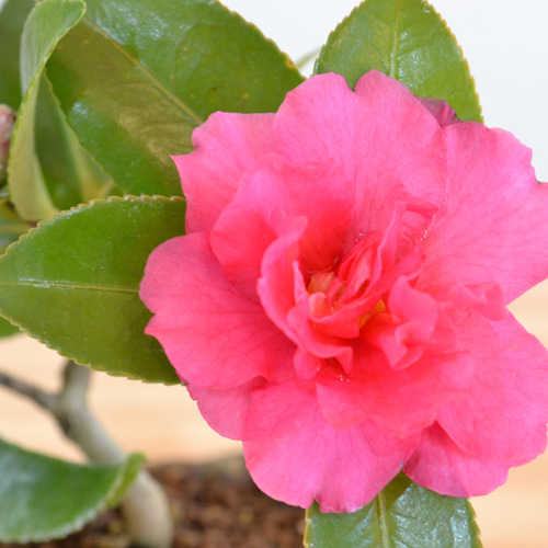 インテリア盆栽「山茶花（サザンカ）」 盆栽 ReBonsai 通販