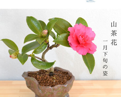 サザンカ　山茶花　盆栽　13号　特大❗ haniwa-bonsai_116-2450-02