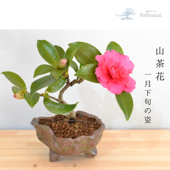 インテリア盆栽「山茶花（サザンカ）」 盆栽 ReBonsai 通販