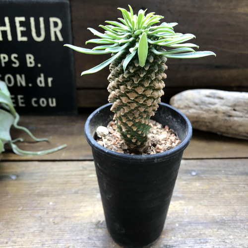 ソテツキリン♡大人気♡ユーフォルビア♡パイナップルコーン♡多肉植物