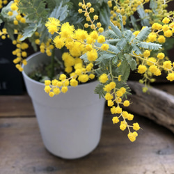 花芽つきミモザ♡今年咲きます♡ミモザの苗♡ガーデニング♡観葉植物 7枚目の画像