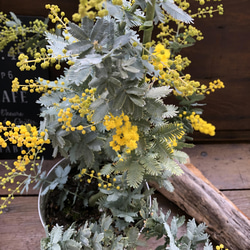 花芽つきミモザ♡今年咲きます♡ミモザの苗♡ガーデニング♡観葉植物 2枚目の画像