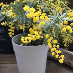 花芽つきミモザ♡今年咲きます♡ミモザの苗♡ガーデニング♡観葉植物 1枚目の画像