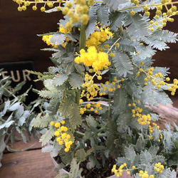 花芽つきミモザ♡今年咲きます♡ミモザの苗♡ガーデニング♡観葉植物 6枚目の画像