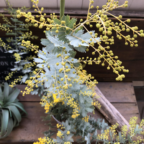 花芽つきミモザ♡今年咲きます♡ミモザの苗♡ガーデニング♡観葉植物 4枚目の画像