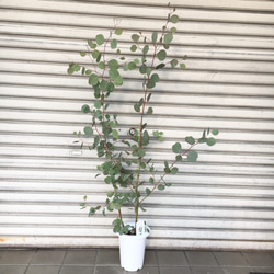 株立ち ユーカリ ポポラス 6号 / ホワイトポット