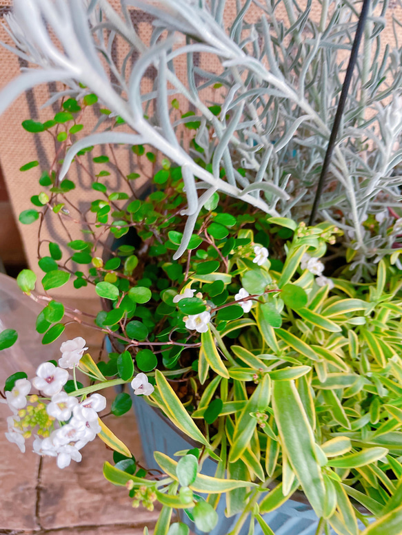 春にお花が咲く♡【エレモフィラ寄せ植え】毎年楽しめるお洒落なお花♡水色系ブリキ鉢♡アイアンピック 14枚目の画像