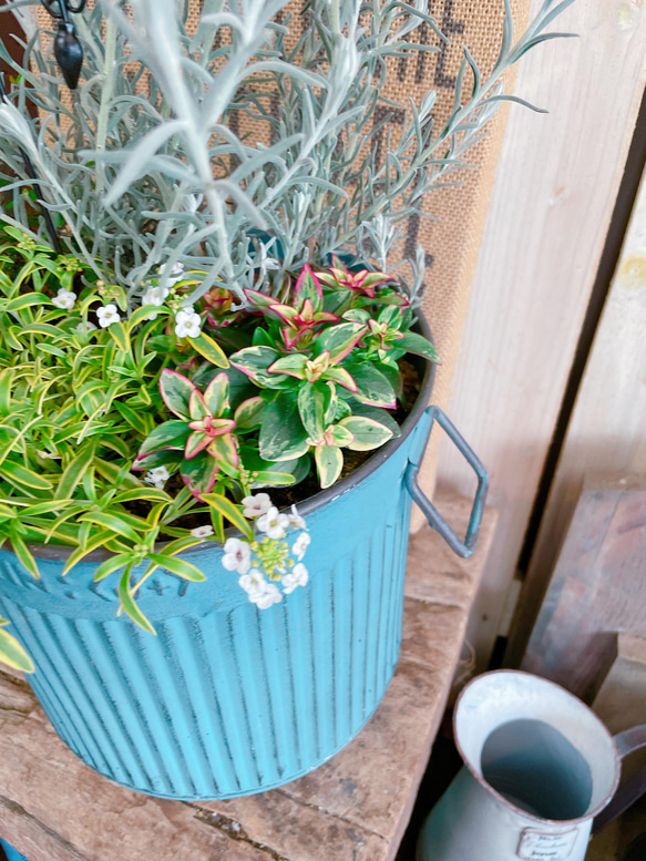 春にお花が咲く♡【エレモフィラ寄せ植え】毎年楽しめるお洒落なお花♡水色系ブリキ鉢♡アイアンピック 13枚目の画像