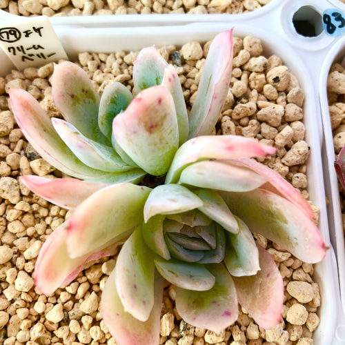 19多肉植物エケベリア〈カット苗〉☆寄植え100苗 19多肉植物エケベリア〈カット苗〉☆寄植え100苗 サボテン 観葉植物