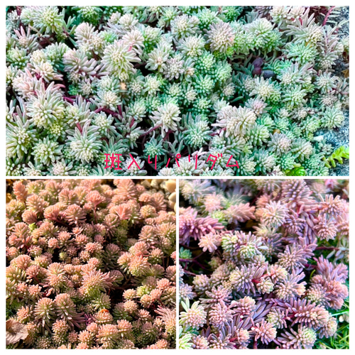 多肉植物＊レア品種入り！＊紅葉タイプ＊寄せ植え＊カット苗 多肉植物 