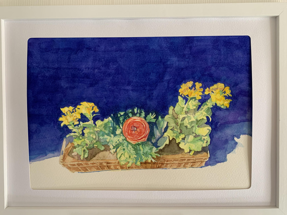 水彩原画　菜の花 2枚目の画像