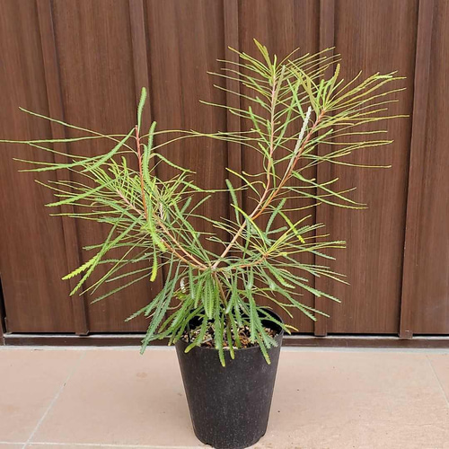ヘアピンバンクシア 観葉植物 ネイティブフラワー ワイルド