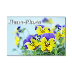 1511）楽しいガーデニングの花たち  　　　 ポストカード5枚組 3枚目の画像