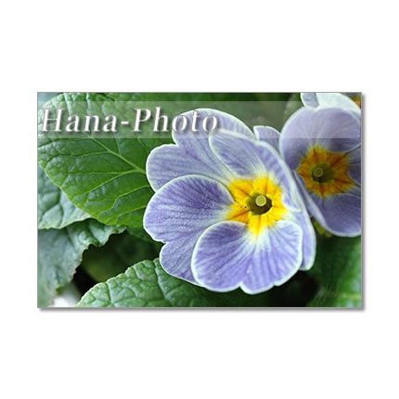 1511）楽しいガーデニングの花たち  　　　 ポストカード5枚組 1枚目の画像
