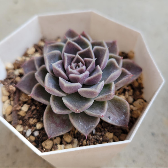 多肉植物❤ヒアリナ×ケッセルリンギアナ❤抜き苗 その他インテリア雑貨 
