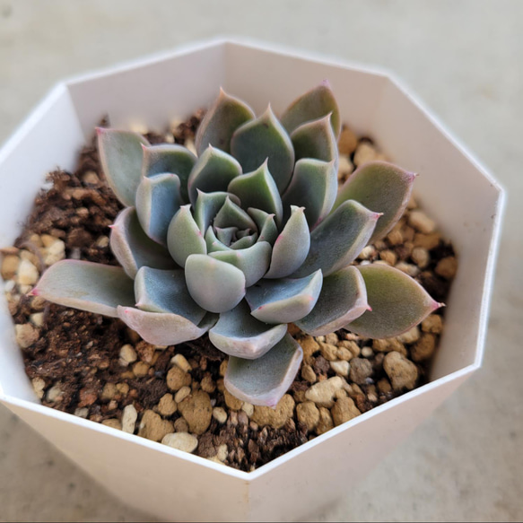 ピンクプリティ×ヒアリナ 抜き苗 ゆうパケットプラス発送 多肉植物