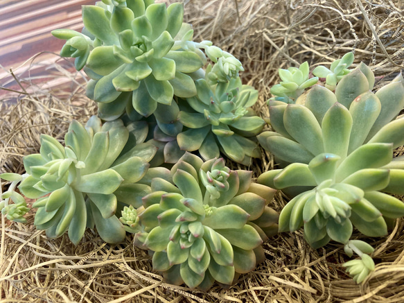 SOLD 女雛錦 メビナ錦 厳選韓国苗 名前付き 多肉植物 〜Green