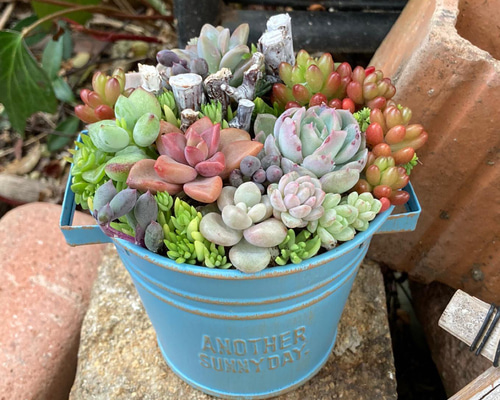 ❤️専用❤️多肉植物❤️そのまま飾れる寄せ植え~❤️❤️
