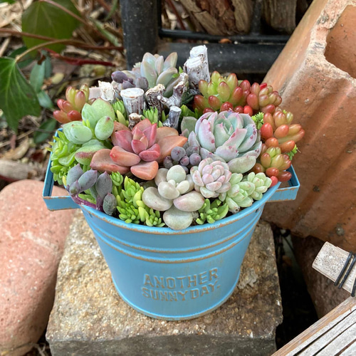 多肉植物　寄せ植え（夢かわいいver.） 多肉植物 寄せ植え（夢かわいいver.） 多肉植物 寄せ植え（夢かわいい