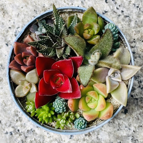 多肉植物の寄せ植え（リメイク缶） 多肉植物 green factory 通販