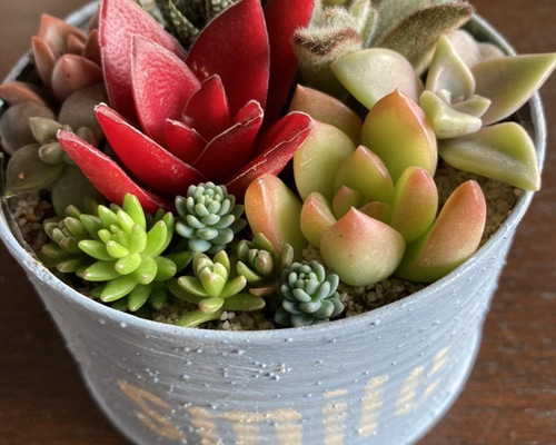 リメイク缶218☆多肉植物☆寄せ植え 多肉植物の寄せ植え（リメイク缶） 多肉植物 green factory 通販