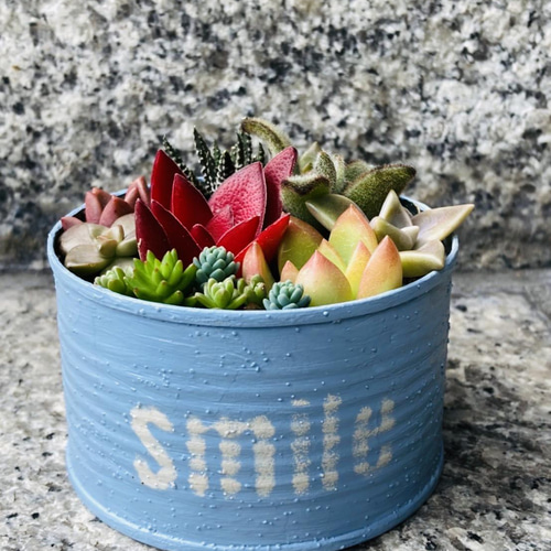 多肉植物の寄せ植え（リメイク缶） 多肉植物 green factory 通販