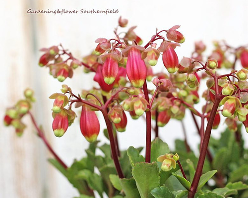 花苗 カランコエ ウェンディ 2号(6cm) ポット 多肉植物 室内 丈夫2苗