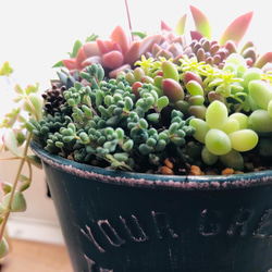 【再販】 -ブルーブリキ缶の寄せ植え- 多肉植物 多肉植物寄せ植え 多肉寄せ植え 母の日 プレゼント 4枚目の画像