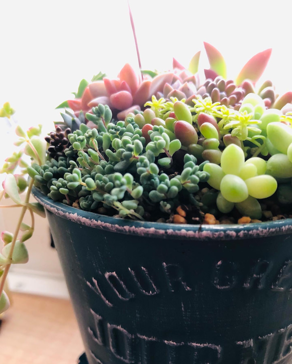 【再販】 -ブルーブリキ缶の寄せ植え- 多肉植物 多肉植物寄せ植え 多肉寄せ植え 母の日 プレゼント 4枚目の画像