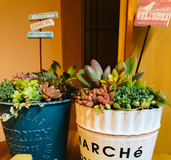 【再販】 -ブルーブリキ缶の寄せ植え- 多肉植物 多肉植物寄せ植え 多肉寄せ植え 母の日 プレゼント 3枚目の画像