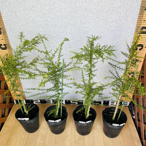 7年生 フィンガーライム実生苗／花芽つき 樹高180センチ 10号