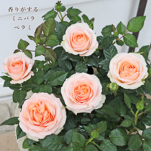 ミニバラ❇️まぁるいコロンᕷ*.°ドライフラワー❣️ 花苗 ミニバラ べラミ コルダナ 3号 芳香 四季咲き アプリコット