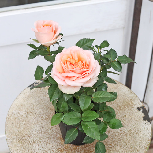 ミニバラ❇️まぁるいコロンᕷ*.°ドライフラワー❣️ 花苗 ミニバラ べラミ コルダナ 3号 芳香 四季咲き アプリコット