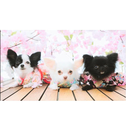 ワンピース ドレス 和柄 和装 着物風 レッド ブラック ドックウェア 犬用 服 犬服 犬の服 PE5 5枚目の画像