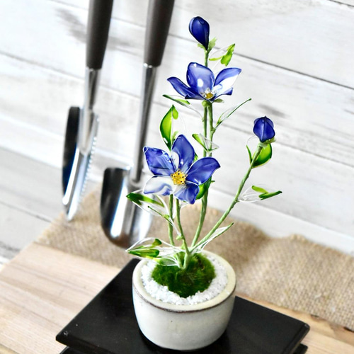 創作盆栽】 桔梗 紺白絞り 盆栽 風碧(kazamidori) 通販 13360348